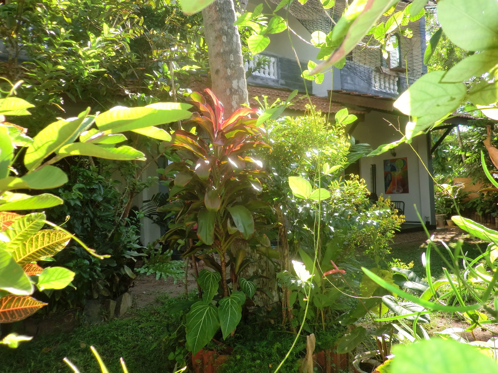 Peacock Wings Guest Hotel Mirissa Ngoại thất bức ảnh